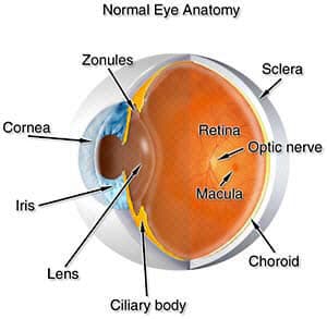 Myopia Explained: Ciliary, Pseudo Myopia, Hyperopic Growth