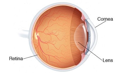 cornea-retina-lens